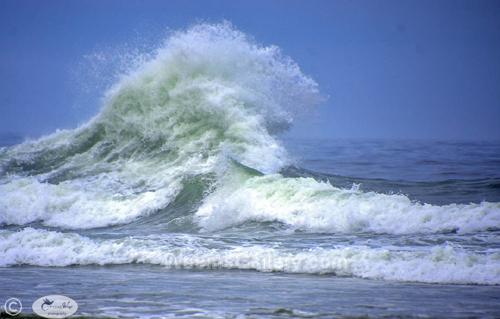 Ca Pacific Wave by Janet Haist